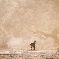 A lone sentinel.-Usha Peddamatham-finalist-NATURE-Wildlife -4219
