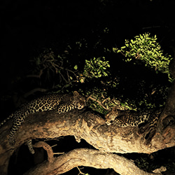 Leopards of the night-Ranjan Ramchandani-finalist-NATURE-Other -4152