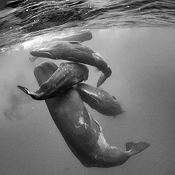 Sperm Whale pod-Arun Madisetti-finalist-NATURE-Wildlife -4330