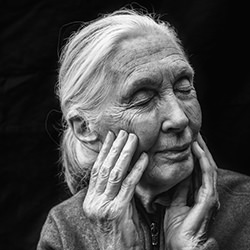 Jane Goodall-Andy Anderson-finalist-PEOPLE-Portrait -4331