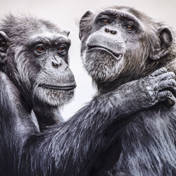 Chimps-Andy Anderson-silver-NATURE-Wildlife -4572