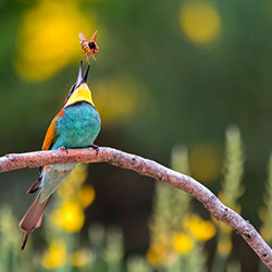 Tha capture-Ciro De Simone-gold-NATURE-Wildlife -4476