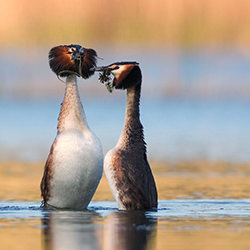 Love-Ciro De Simone-finalist-NATURE-Wildlife -4347