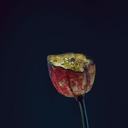 Assaulted Flowers-Simon Puschmann-silver-FINE ART-Still Life -4552