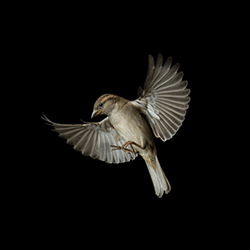 Uncommonly Beautiful Common Sparrow-Adrian Delsi-silver-NATURE-Wildlife -4581