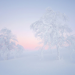 Kaamos-Romain Tornay-bronze-NATURE-Trees -4059