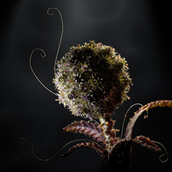 Mystical Flower-Steve Barrett-finalist-CGI ARTIST-CGI ARTIST -4276