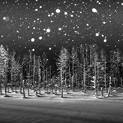 Snow Flakes-Rucca Ito-finalist-NATURE-Seasons -4295