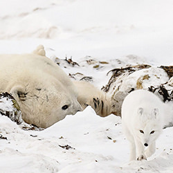 Wildlife Canada-Michelle Valberg-bronze-NATURE-Wildlife -3976