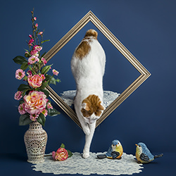 Coming down-Joyce Reinertson-finalist-SPECIAL-Pets -4425