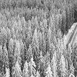 Winter Walk-Teemu Kalliolahti-bronze-NATURE-Seasons -4076