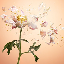 BLOWN AWAY-David Filiberti-bronze-NATURE-Flowers -4083