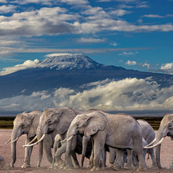 Mt Kilimanjaro-Bernice Fargus-finalist-NATURE-Wildlife -4913