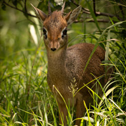 Wildlife of the Serengeti and Masai Mara-Nick Dale-finalist-NATURE-Wildlife -4853