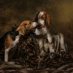 Tracy and Ivy-Ifat Zohar-finalist-SPECIAL-Pets -4920