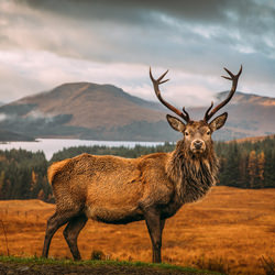 Scottish Stag-Adrian Popan-silver-NATURE-Wildlife -5116