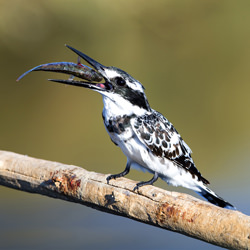 The Smackdown-Sarah AlSharhan-silver-NATURE-Wildlife -5135