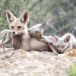 Family Portrait-Sarah AlSharhan-finalist-NATURE-Wildlife -4946