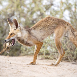Food From The Underground-Sarah AlSharhan-bronze-NATURE-Wildlife -4705