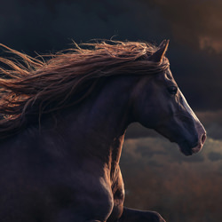 Magic of horses-Johanna Sjovall-bronze-SPECIAL-Pets -4778