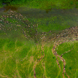 A paddling of ducks-Sandheep Pushkar-bronze-NATURE-Aerial -4793