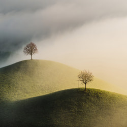 Tree moods-Burim Muqa-finalist-NATURE-Trees -5074