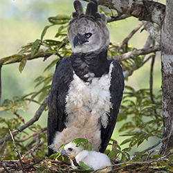 Harpy Eagle of the Amazon-Barbara Fleming-bronze-NATURE-Wildlife -5219