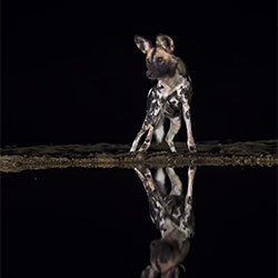 The African Wild Dog-Barbara Fleming-finalist-NATURE-Wildlife -5435