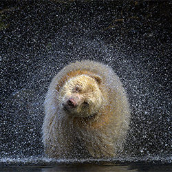 Creativity in Motion-Michelle Valberg-silver-NATURE-Wildlife -5677