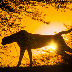 sunlight through the cheetah-Ammar ALSayed Ahmed-bronze-NATURE-Wildlife -5259