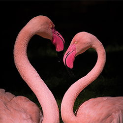 heart of flamingos-Ammar ALSayed Ahmed-finalist-NATURE-Wildlife -5474
