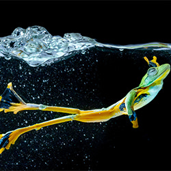 Wallace Flying Frog 1-Mento Leong Teo-argento-NATURA-Sott'acqua -5727