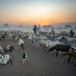 Mundari cattle camp-Johan Gerrits-silver-EDITORIAL-Travel-5733