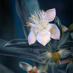 ...a heaven in a wildflower-Ken Sakurai-finalist-NATURE-Flowers -5501