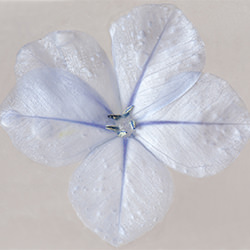 Silent Flowers Series-Carmen R Perez-finalist-FINE ART-Other -5575
