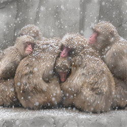 Snow Macaques 1-Chin Leong Teo-silver-NATURE-Other -5773