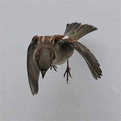 The Conference of Birds-Dennis Letbetter-finalist-NATURE-Wildlife -5600