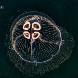 Medusas-Vasil Nanev-finalista-NATURALEZA-Bajo el agua -6180