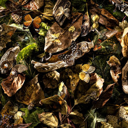 Dead leaves-Elnaz Taassob-gold-FINE ART-Still Life -6366