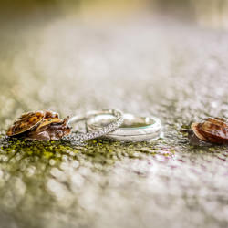 Snails and Rings-Mischa Baettig-finalist-PEOPLE-Wedding -6115