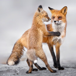 Kit and Red Fox-Tin Sang CHAN-bronze-NATURE-Wildlife -5870
