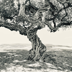 Twisted tree Ala Moana-Luke Duggan-finalist-NATURE-Trees -6193