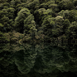 Lago Lochie-Stephan Romer-bronce-NATURALEZA-Árboles -5817