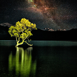 Wanaka Tree-Stue Rees-finalist-NATURE-Landscapes -6187