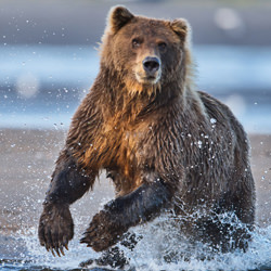 Brown Bear Charge-Stue Rees-finalist-NATURE-Wildlife -6189