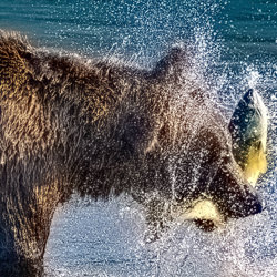 Pesca all'orso bruno-Stue Rees-finalista-NATURE-Wildlife -6190