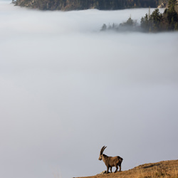 cabra montés en la montaña, niebla en el valle-Peter Wienerroither-finalista-NATURALEZA-Vida salvaje -6200