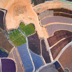 Colorful Pineapple Field-LI Po yi-finalist-NATURE-Aerial -6164