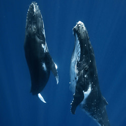 Danse avec les baleines-Aaron Lynton-bronze-NATURE-sous-marin-5922