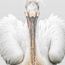 Pelican Stare-Tracey Lund-silver-NATURE-Wildlife -6418